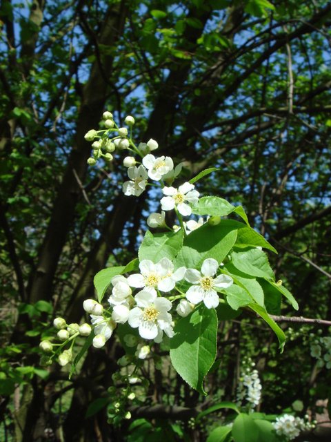 Prunus serotina fleur P2C